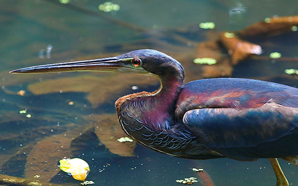 Caño Negro Wildlife Refuge