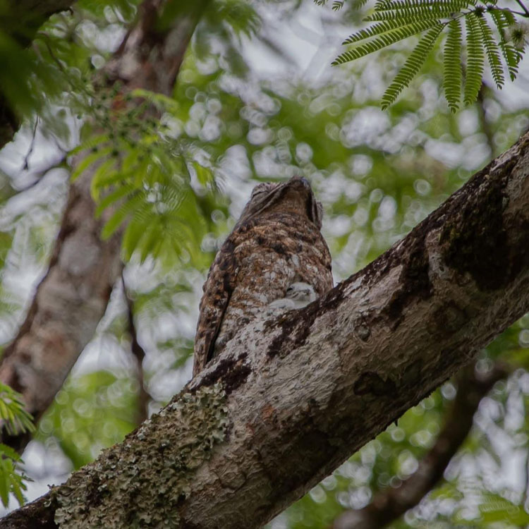 gallery-birdwatching-tour-08