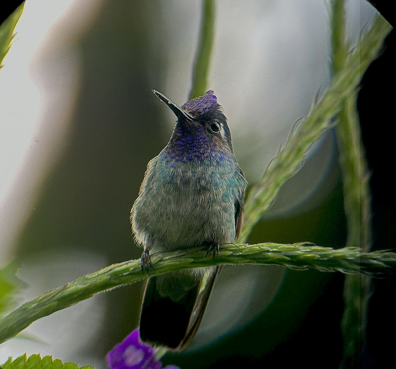 gallery-birdwatching-tour-13