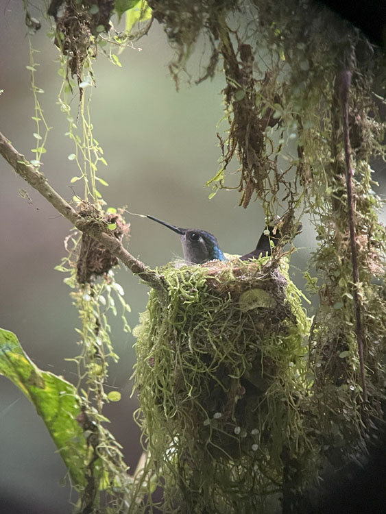 gallery-birdwatching-tour-17