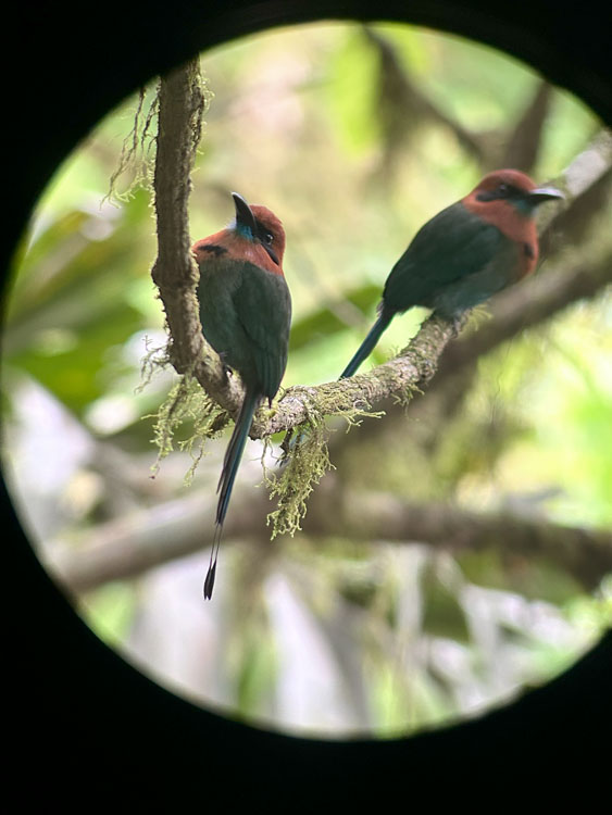 gallery-birdwatching-tour-18