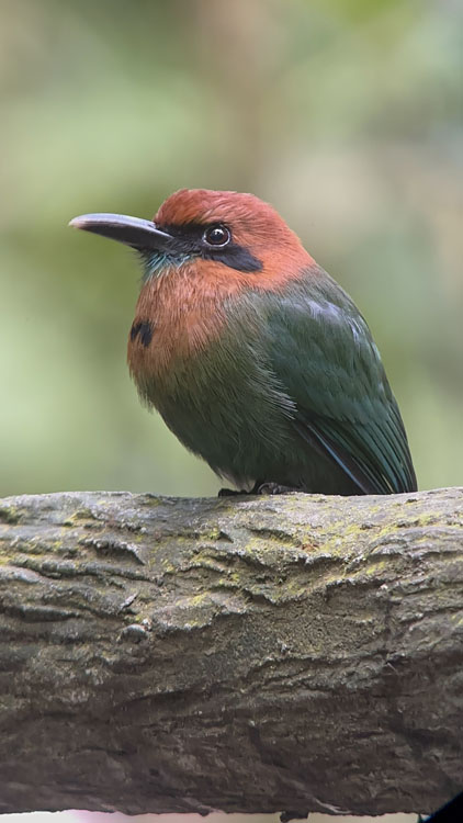 gallery-birdwatching-tour-23