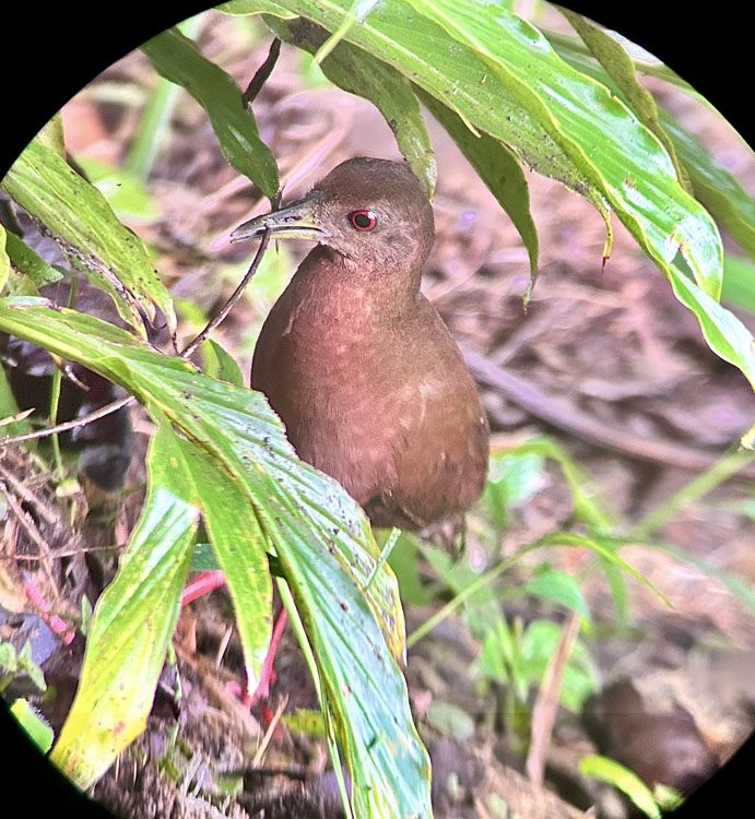 gallery-birdwatching-tour-24