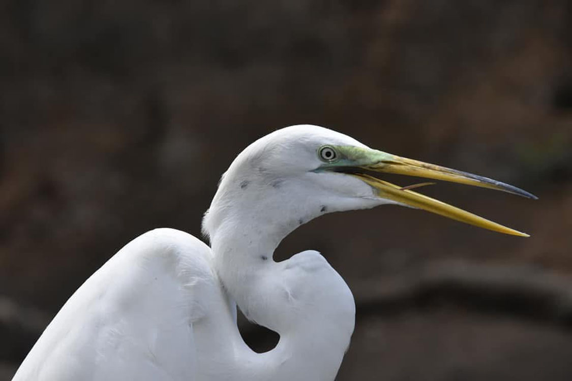 gallery-birdwatching-tour-29