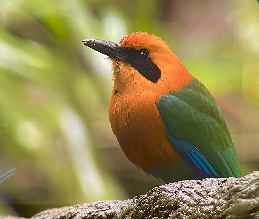 gallery-birdwatching-tour-37