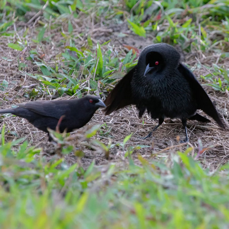 gallery-birdwatching-tour-44