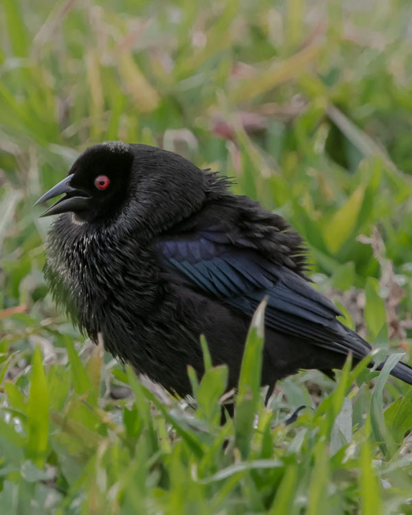 gallery-birdwatching-tour-45