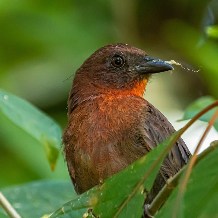 gallery-birdwatching-tour-48