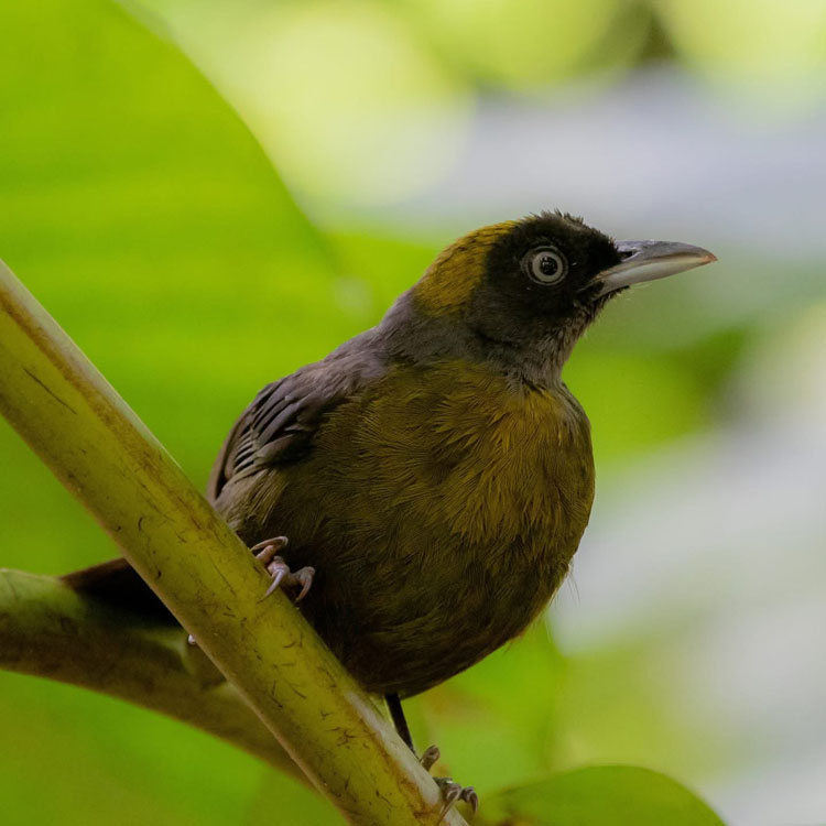 gallery-birdwatching-tour-50