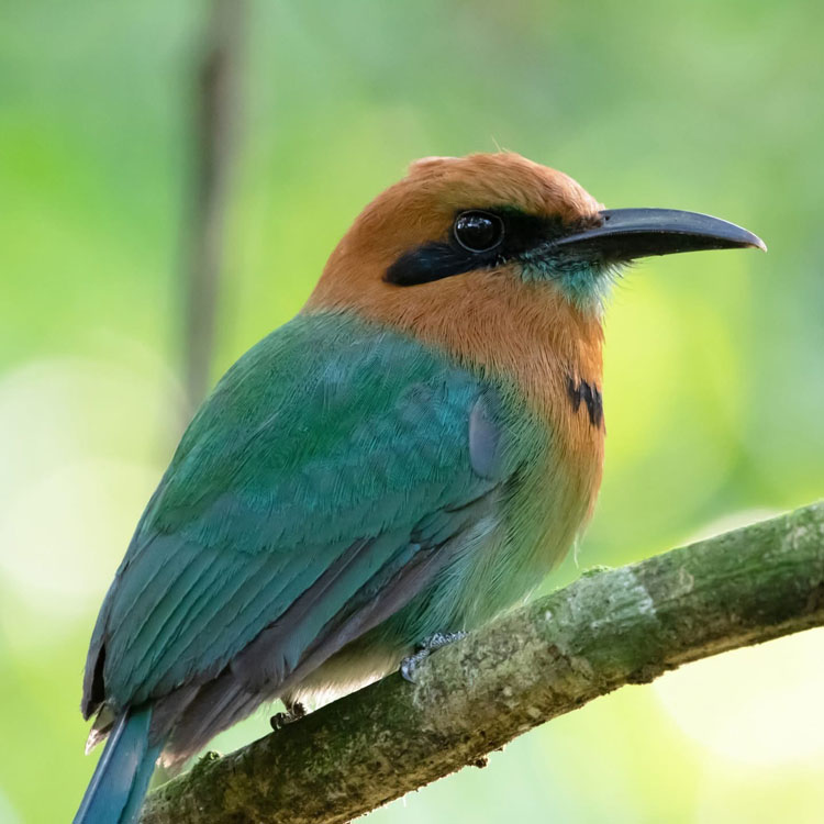 gallery-birdwatching-tour-53