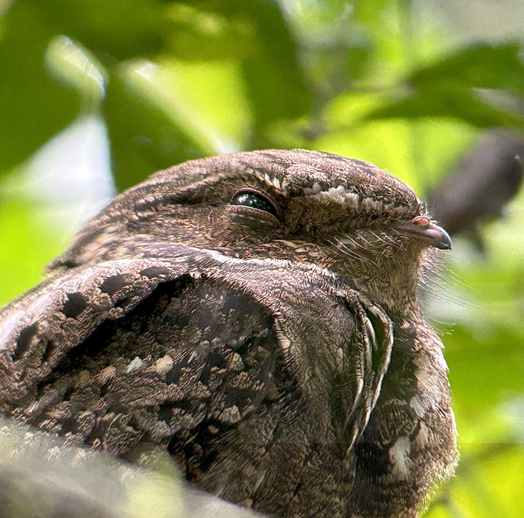 gallery-birdwatching-tour-56