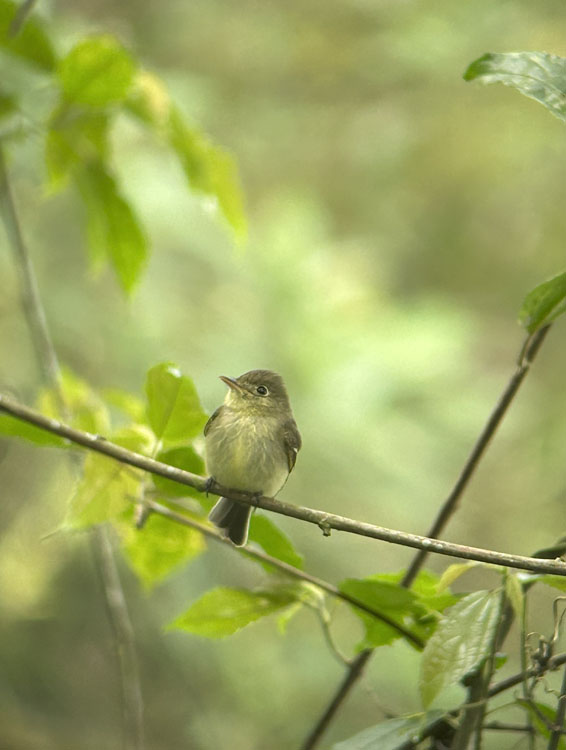 gallery-birdwatching-tour-58