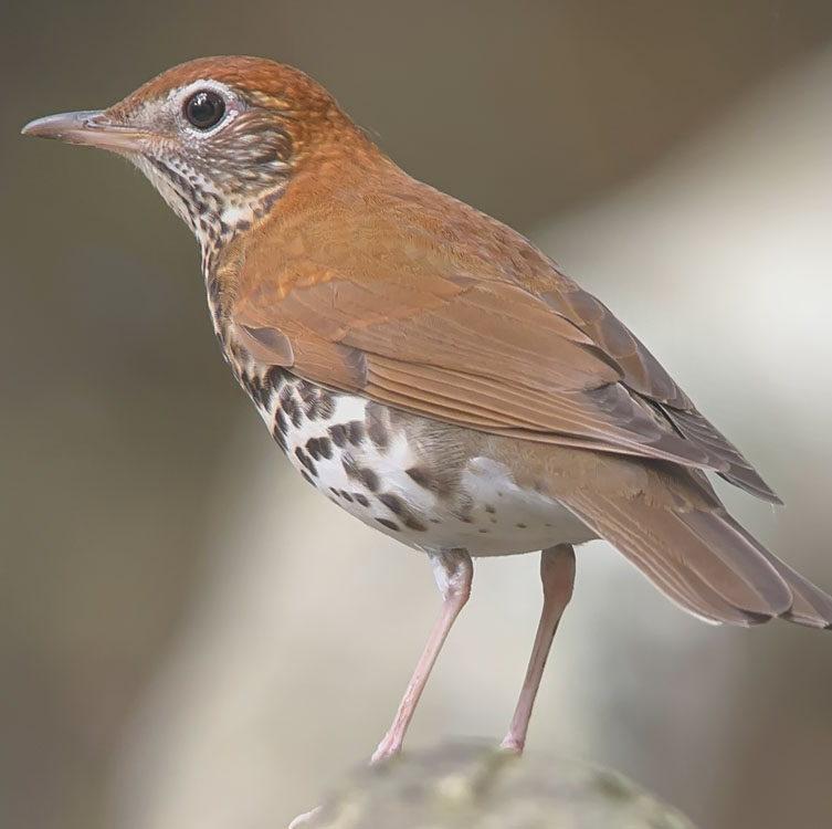 gallery-birdwatching-tour-63