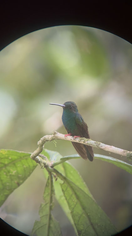 gallery-birdwatching-tour-66