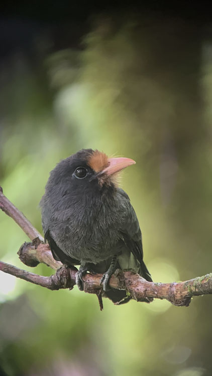 gallery-birdwatching-tour-67