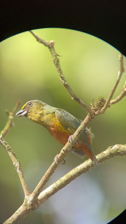 gallery-birdwatching-tour-68