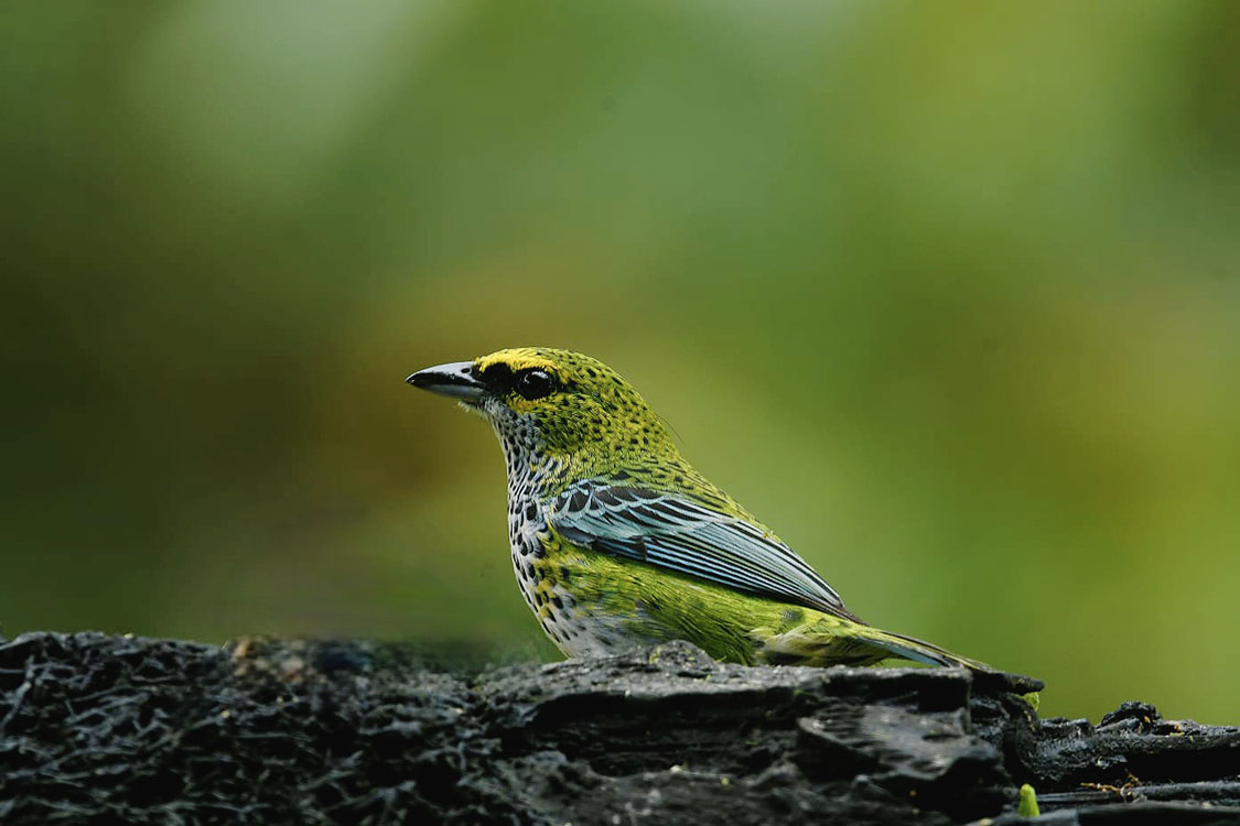 gallery-birdwatching-tour-77