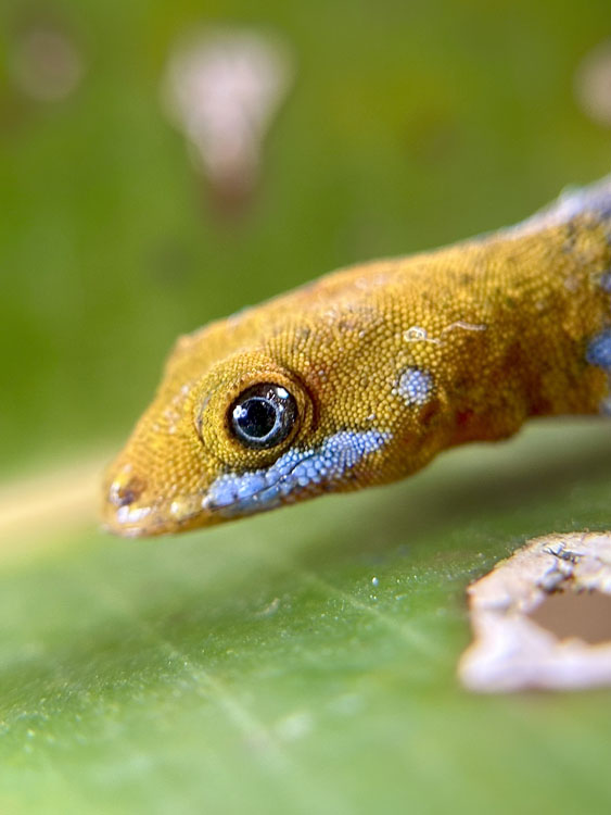 gallery-hanging-bridges-06