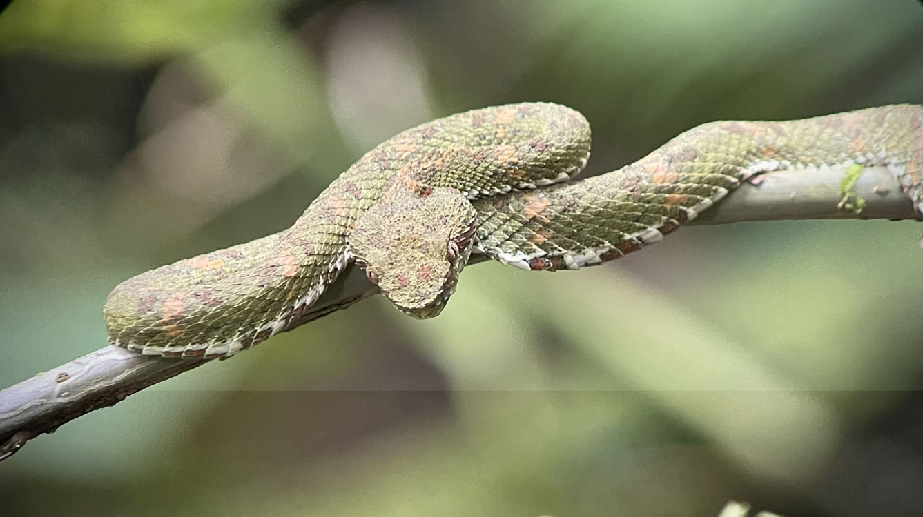 gallery-hanging-bridges-08