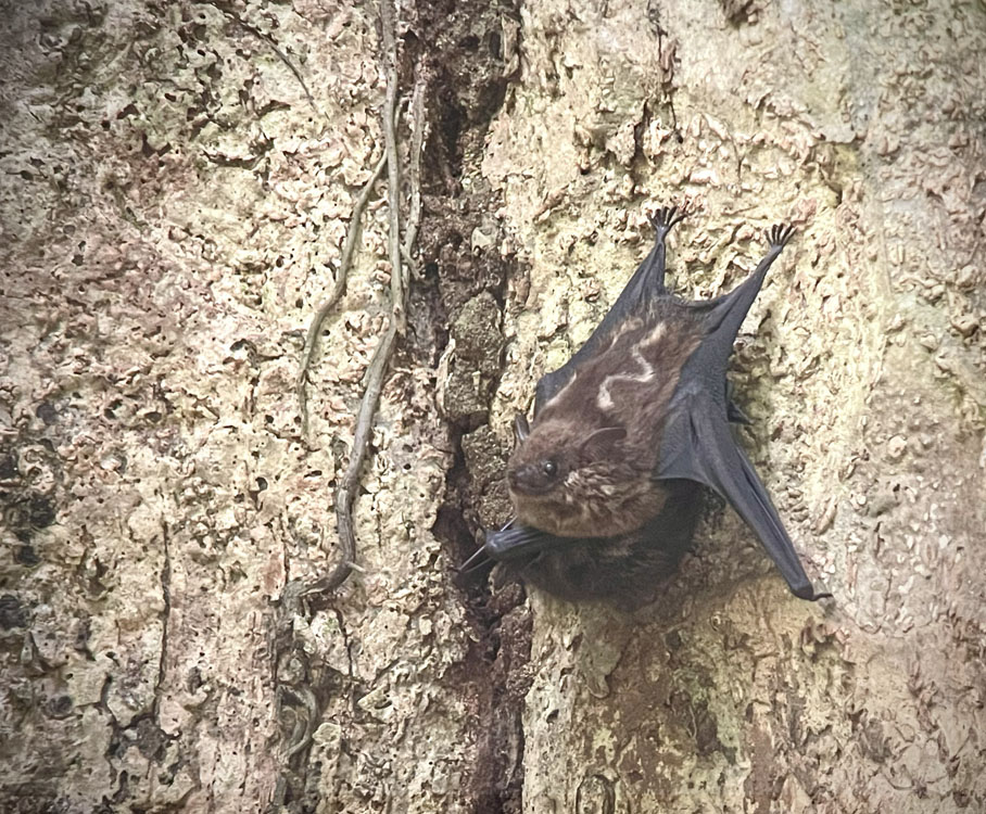 gallery-hanging-bridges-13
