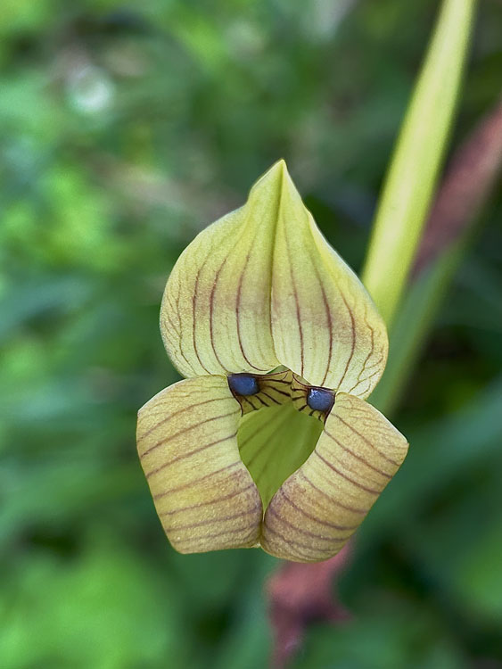 gallery-hanging-bridges-14