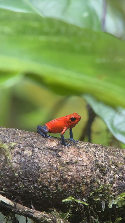 gallery-hanging-bridges-15