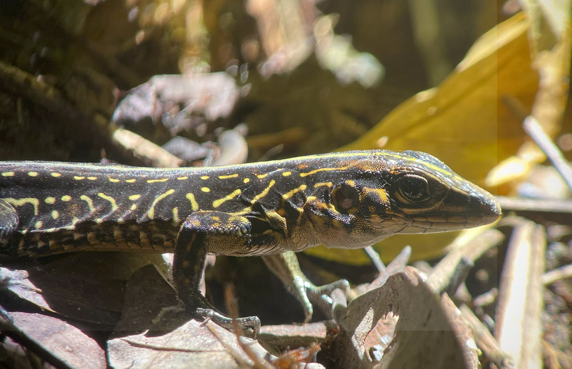 gallery-hanging-bridges-20