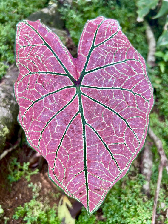 gallery-hanging-bridges-29