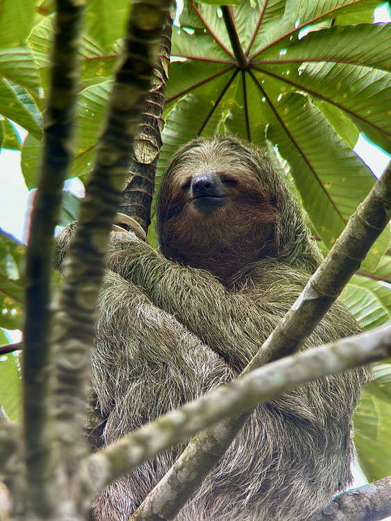 gallery-sloth-tour-01