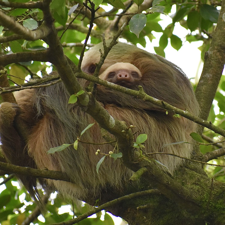 gallery-sloth-tour-02