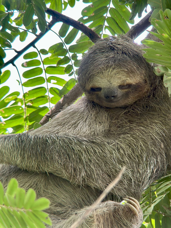 gallery-sloth-tour-04