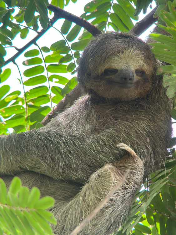 gallery-sloth-tour-05