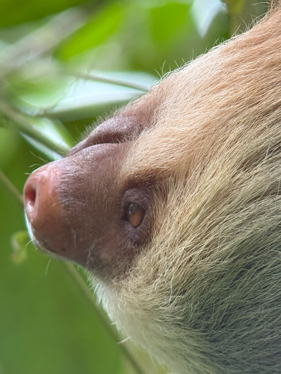 gallery-sloth-tour-06