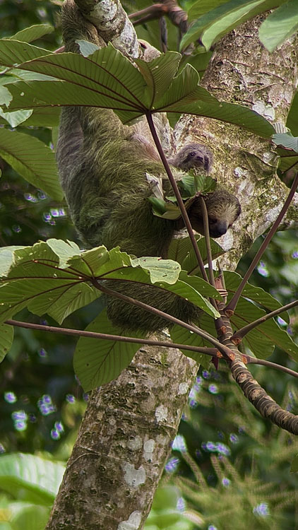 gallery-sloth-tour-09