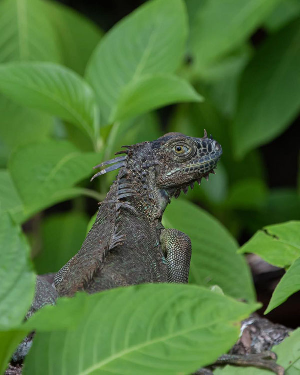 gallery-sloth-tour-11